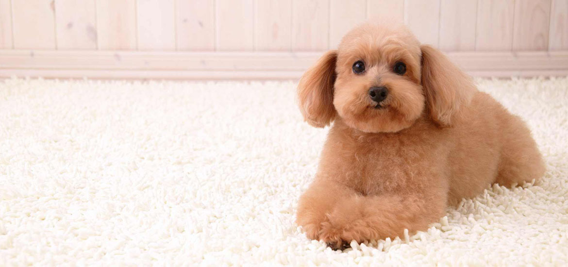 Best Flooring for Dogs - Sebring Services