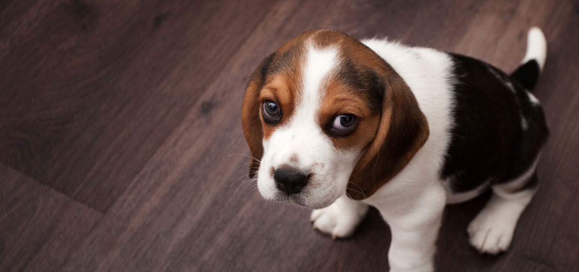 Best Flooring for Dogs - Sebring Services