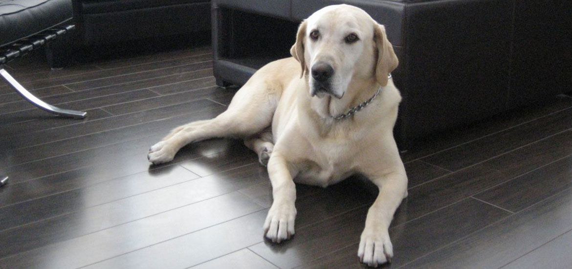 Pet-Friendly Vinyl Floors