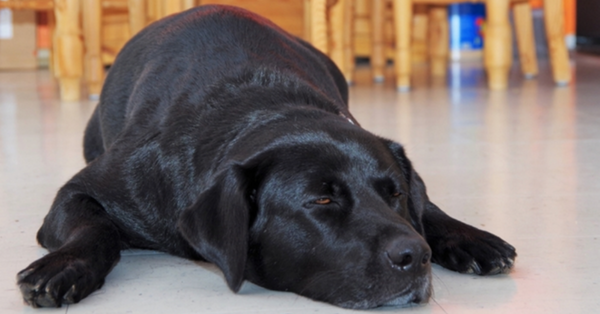 Best Pet-Friendly Flooring Guide