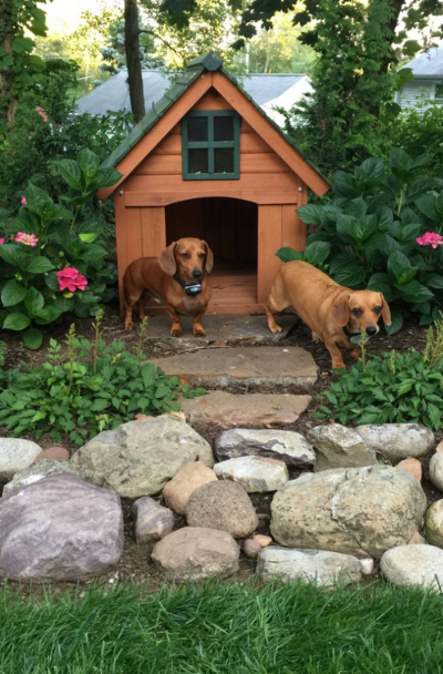 dog house ideas